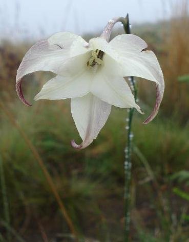 Gladiolus longicollis subsp. platypetalus flower