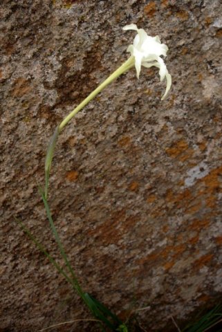 Gladiolus longicollis subsp. platypetalus tube and bracts