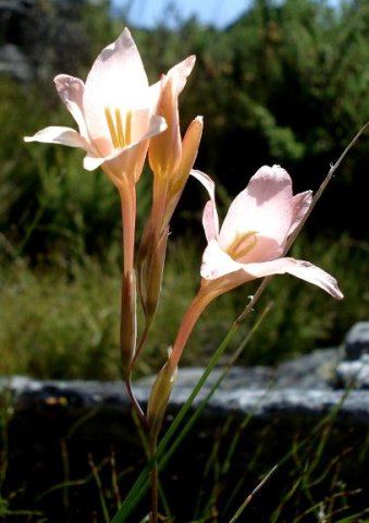 Gladiolus monticola
