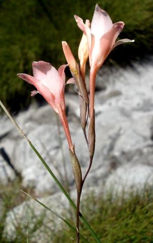 Gladiolus monticola outer colours and bracts