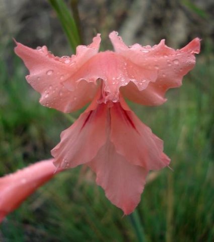 Gladiolus oppositiflorus dorsal sepal over inner parts