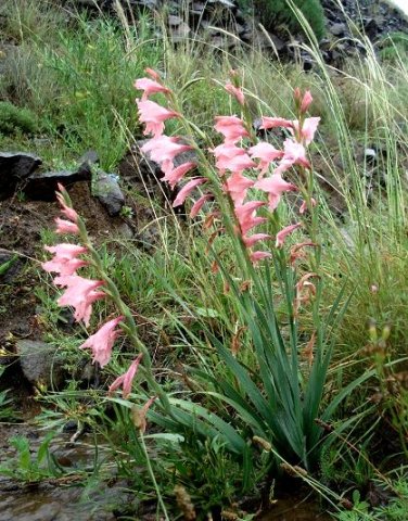 Gladiolus oppositiflorus leaves