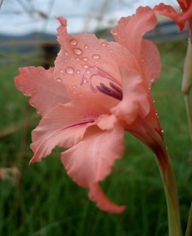 Gladiolus oppositiflorus stamens and style