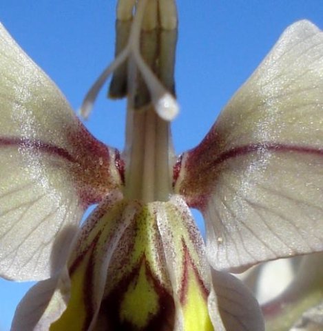 Gladiolus orchidiflorus inner floral features
