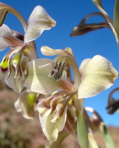 Gladiolus orchidiflorus style branches and stamens