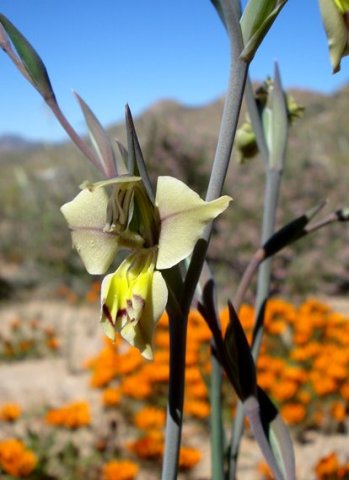 Gladiolus orchidiflorus bracts