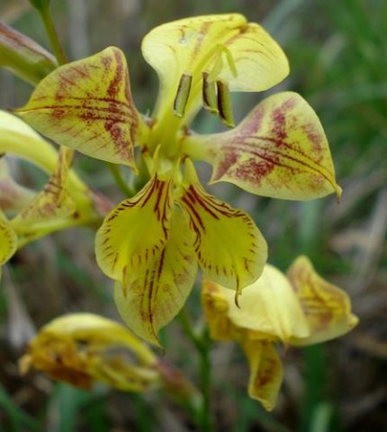 Gladiolus pardalinus flower