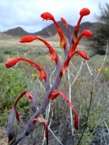 Gladiolus saccatus