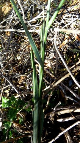 Gladiolus saccatus leaves