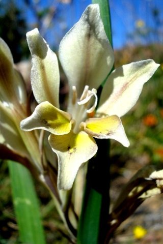 Gladiolus scullyi 