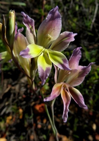 Gladiolus scullyi colour difference