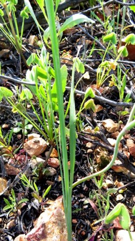 Gladiolus scullyi leaves