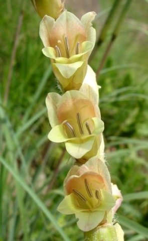 Gladiolus sericeovillosus subsp. sericeovillosus inside the flowers