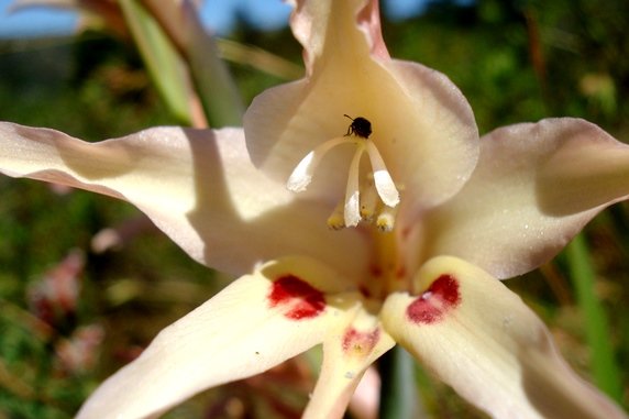 Gladiolus undulatus flower