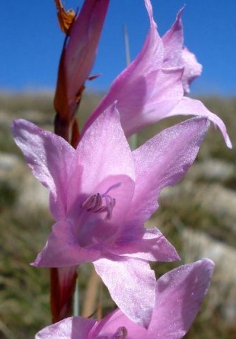 Gladiolus varius flowers