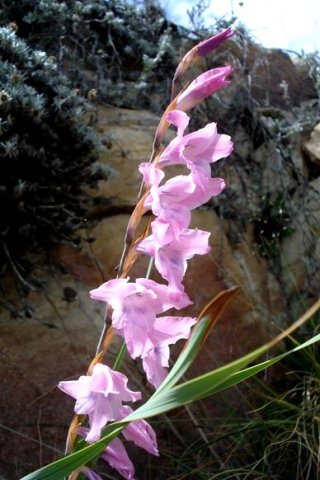 Gladiolus varius spike