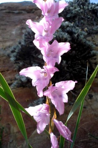 Gladiolus varius leaves and inflorescence