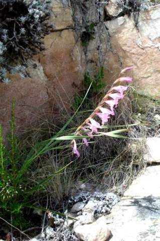 Gladiolus varius