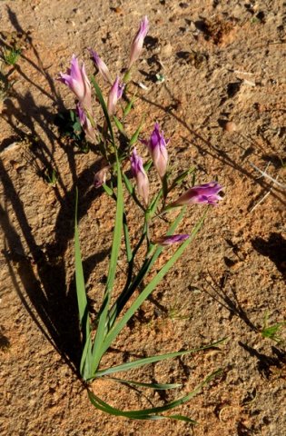Gladiolus venustus leaves