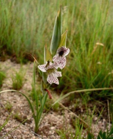 Gladiolus vinosomaculatus