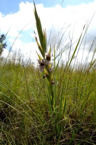 Gladiolus vinosomaculatus leaves