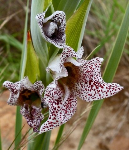 Gladiolus vinosomaculatus flowers