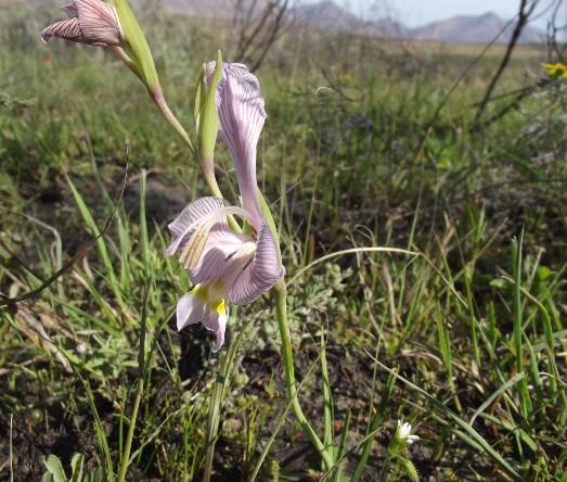 Gladiolus virescens