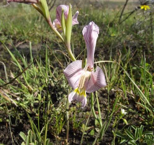 Gladiolus virescens flower