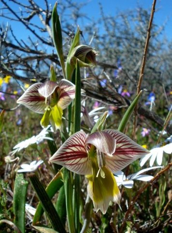 Gladiolus watermeyeri