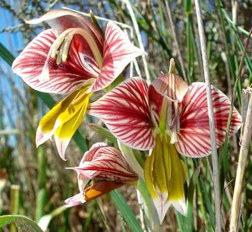Gladiolus watermeyeri flowers