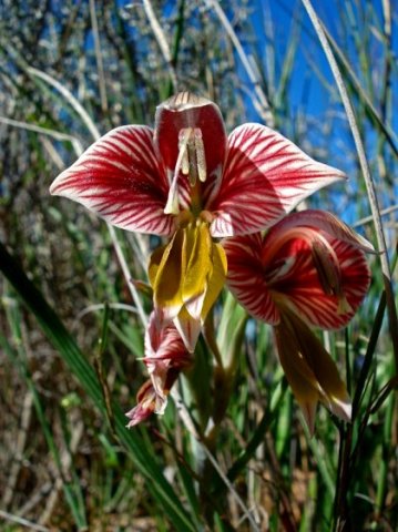 Gladiolus watermeyeri flowers
