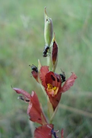 Gladiolus woodii