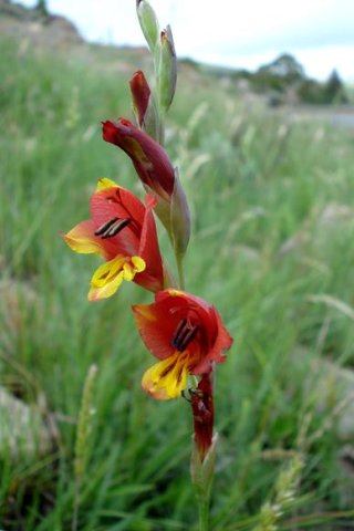 Gladiolus woodii spike