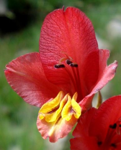 Gladiolus woodii flower