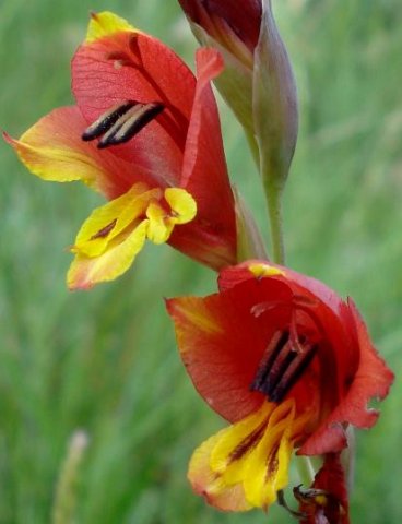 Gladiolus woodii flaunting anthers