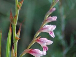 Gladiolus species of the Gauteng grassland