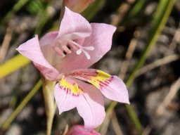 Gladiolus brevifolius