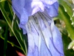 Gladiolus caeruleus, or is it? 