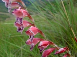 Gladiolus crassifolius flower spike in Drakensberg grassland
