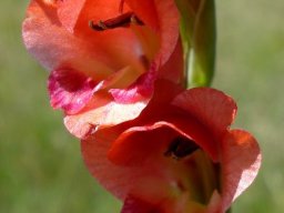 Gladiolus crassifolius tepal colours