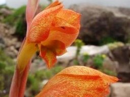 Gladiolus dalenii subsp. dalenii