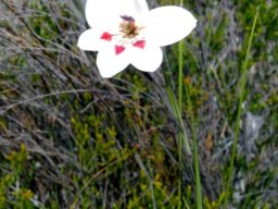 Gladiolus debilis