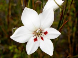 Gladiolus debilis