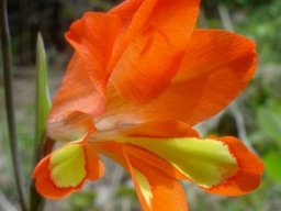 Gladiolus decoratus flower