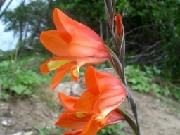 Gladiolus decoratus