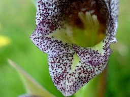Gladiolus ecklonii dark-speckled flower