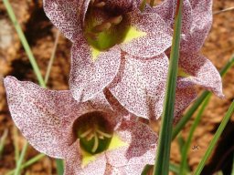 Gladiolus ecklonii longer tepals
