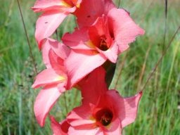 Gladiolus rehmannii