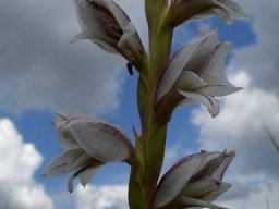 Gladiolus elliotii flower spike