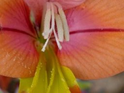 Gladiolus equitans big yellow parts on lower tepals